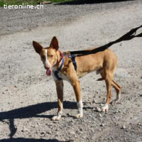 Milki - einfach ein wundervoller Podencorüde