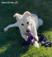 Milky – kleine Kämpferin mit grossem Herz sucht ihr Zuhause