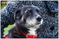 Millie und die Macht des Schicksals