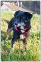 Millie und die Macht des Schicksals