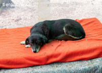 Millie und die Macht des Schicksals