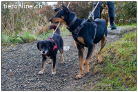 Millie und die Macht des Schicksals