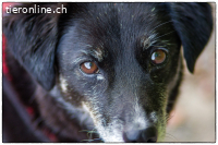 Millie und die Macht des Schicksals