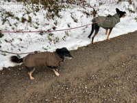 Millie und die Macht des Schicksals