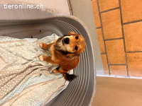 Milly - unsichere Hündin sucht ihre Menschen