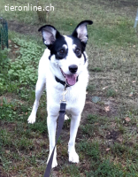 Milo sucht Liebe, Ps in D-15859