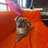 Milou - kleine Seele, die wieder Vertrauen finden möchte