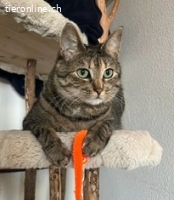 Mimi-Maus 4j. sucht ein Zuhause (Wohnung) mit Gspänli