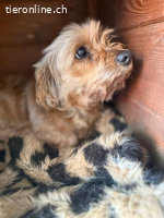 Mimi, Mischling, Hündin, 13,5 Jahre, 28 cm, 7 kg -Notfall-