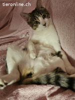 Mina, w./kastr., 06/2023; Freigang oder Wohnung