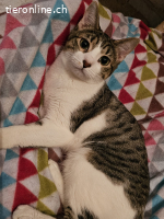 Mina, w./kastr., 06/2023; Freigang oder Wohnung