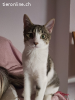 Mina, w./kastr., 06/2023; Freigang oder Wohnung