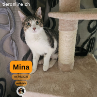 Mina, w./kastr., 06/2023; Freigang oder Wohnung