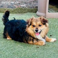 Mini Mäuschen Stella