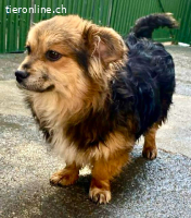 Mini Mäuschen Stella