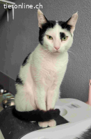 Minka – einzigartiges Fellmuster