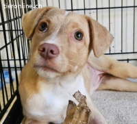 Mira - ein kleiner Sonnenschein sucht besondere Menschen