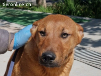 Ranger  -ein bildhübscher Hundebub