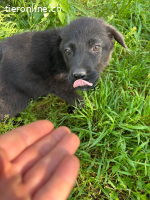 Mischlingswelpe Anca - schwarze Schönheit sucht ihr Zuhause