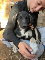 Mischlingswelpe Millie sucht ihr Zuhause