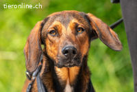 Mistral (1 Jahr) sucht aktive Familie