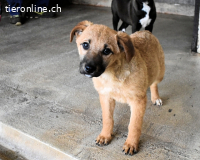 Mivelle - Es soll DEIN Leben werden