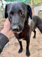 Seelenhund Mo sucht Halt und Liebe bei erfahrenen Menschen