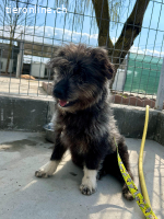 Mogge- fröhlich und neugierig sucht ein Zuhause