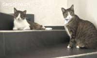 Mogli&Balou 9j. suchen zus. ein Zuhause mit Freigang