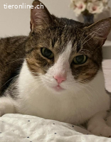 Mogli&Balou 9j. suchen zus. ein Zuhause mit Freigang