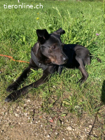 Mogli - herziger Bub mit Handicap