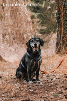 Mojo sucht ein ruhiges Zuhause