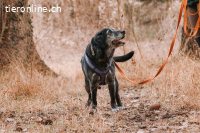 Mojo sucht ein ruhiges Zuhause