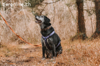 Mojo sucht ein ruhiges Zuhause