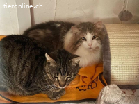 Momo und sein Gspändli Nemo suchen ihr Zuhause im Glück