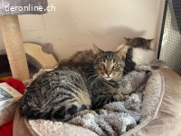 Momo und sein Gspändli Nemo suchen ihr Zuhause im Glück