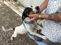 Monet – Ein Herz auf vier Pfoten voller Loyalität