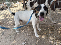 Monet – Ein Herz auf vier Pfoten voller Loyalität