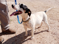 Monet – Ein Herz auf vier Pfoten voller Loyalität