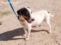 Monet – Ein Herz auf vier Pfoten voller Loyalität