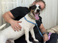 Monet – Ein Herz auf vier Pfoten voller Loyalität