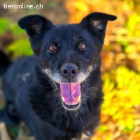 Monk - der liebe und folgsame Rüde will ein Zuhause