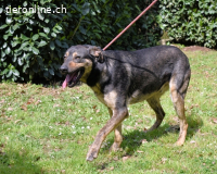 Montego - sprudelnde Begeisterung