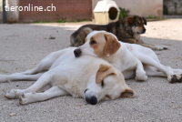 Monty unser zarter riese