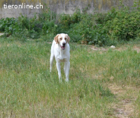 Monty unser zarter riese