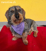 Morris, Dackel-Mix, Vermittelt