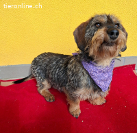 Morris, Dackel-Mix, Vermittelt