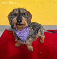 Morris, Dackel-Mix, Vermittelt