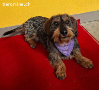 Morris, Dackel-Mix, Vermittelt