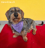 Morris, Dackel-Mix, Vermittelt